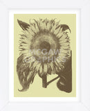 Sunflower 4 (Framed) -  Botanical Series - McGaw Graphics