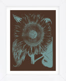 Sunflower 6 (Framed) -  Botanical Series - McGaw Graphics