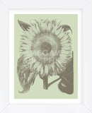 Sunflower 11 (Framed) -  Botanical Series - McGaw Graphics