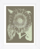 Sunflower 12 (Framed) -  Botanical Series - McGaw Graphics