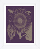 Sunflower 13 (Framed) -  Botanical Series - McGaw Graphics