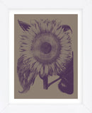 Sunflower 14 (Framed) -  Botanical Series - McGaw Graphics