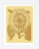 Sunflower 19 (Framed) -  Botanical Series - McGaw Graphics