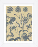 Chrysanthemum 1 (Framed) -  Botanical Series - McGaw Graphics