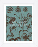 Chrysanthemum 5 (Framed) -  Botanical Series - McGaw Graphics