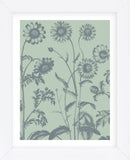 Chrysanthemum 8 (Framed) -  Botanical Series - McGaw Graphics