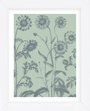 Chrysanthemum 8 (Framed) -  Botanical Series - McGaw Graphics