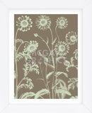 Chrysanthemum 12 (Framed) -  Botanical Series - McGaw Graphics