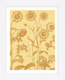 Chrysanthemum 19 (Framed) -  Botanical Series - McGaw Graphics