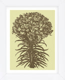 Lilies 4 (Framed) -  Botanical Series - McGaw Graphics