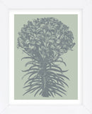 Lilies 8 (Framed) -  Botanical Series - McGaw Graphics