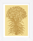 Lilies 19 (Framed) -  Botanical Series - McGaw Graphics