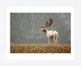 Fallow Love (Framed) -  Mark Bridger - McGaw Graphics