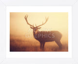 Yellow (Framed) -  Mark Bridger - McGaw Graphics