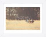 Small One (Framed) -  Mark Bridger - McGaw Graphics