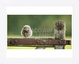 Fuzzball (Framed) -  Mark Bridger - McGaw Graphics