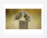 Another Little Peck (Framed) -  Mark Bridger - McGaw Graphics