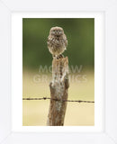 Wasn’t Me! (Framed) -  Mark Bridger - McGaw Graphics