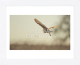 Soft Light (Framed) -  Mark Bridger - McGaw Graphics