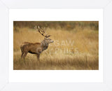 Deerscape (Framed) -  Mark Bridger - McGaw Graphics