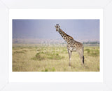 Little Lady (Framed) -  Mark Bridger - McGaw Graphics