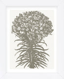 Lilies (Ivory & Burlap) (Framed) -  Botanical Series - McGaw Graphics