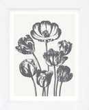Tulips (Ivory & Gray) (Framed) -  Botanical Series - McGaw Graphics