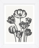 Tulips (Ivory & Ink) (Framed) -  Botanical Series - McGaw Graphics