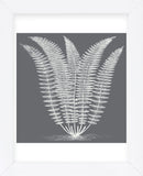 Fern (Gray & Ivory) (Framed) -  Botanical Series - McGaw Graphics