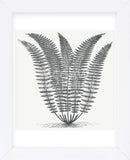 Fern (Ivory & Ink) (Framed) -  Botanical Series - McGaw Graphics