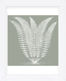 Fern (Sage & Ivory) (Framed) -  Botanical Series - McGaw Graphics