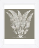 Fern (Burlap & Ivory) (Framed) -  Botanical Series - McGaw Graphics