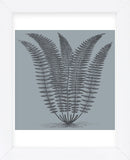 Fern (Slate & Ink) (Framed) -  Botanical Series - McGaw Graphics