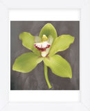 Botanique  (Framed) -  Erin Clark - McGaw Graphics