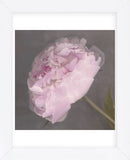 Fleur  (Framed) -  Erin Clark - McGaw Graphics