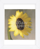 Sunflower  (Framed) -  Erin Clark - McGaw Graphics
