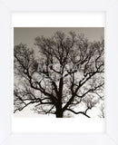 Early Winter Tree  (Framed) -  Erin Clark - McGaw Graphics