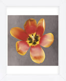 Sunshine Tulip  (Framed) -  Erin Clark - McGaw Graphics