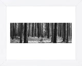 Tree Curtain  (Framed) -  Erin Clark - McGaw Graphics