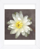 Water Lily  (Framed) -  Erin Clark - McGaw Graphics