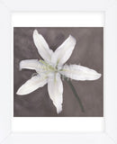 White Lily  (Framed) -  Erin Clark - McGaw Graphics