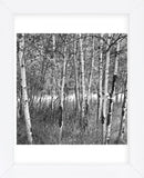 Birch Forest  (Framed) -  Erin Clark - McGaw Graphics