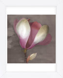 Magnolia  (Framed) -  Erin Clark - McGaw Graphics