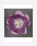 Purple Tulip  (Framed) -  Erin Clark - McGaw Graphics