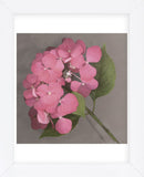 Pink Hydrangea  (Framed) -  Erin Clark - McGaw Graphics