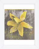 Tulip Fresco (yellow) (Framed) -  Erin Clark - McGaw Graphics