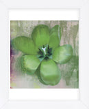 Tulip Fresco (green) (Framed) -  Erin Clark - McGaw Graphics