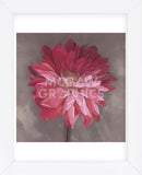 Pink Zinnia (Framed) -  Erin Clark - McGaw Graphics