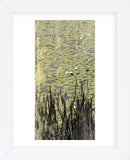 Lily Pond I (Framed) -  Erin Clark - McGaw Graphics