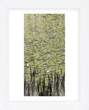Lily Pond II (Framed) -  Erin Clark - McGaw Graphics